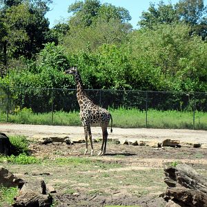 Africa-Masai Giraffe