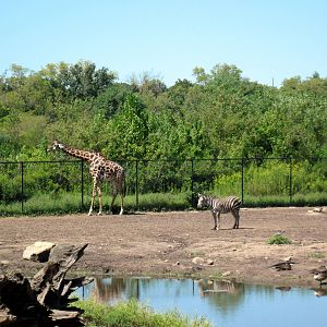 Africa-Masai Giraffe and Grant's Zebra