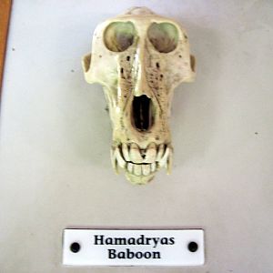 Africa-Hamadryas Baboon Skull