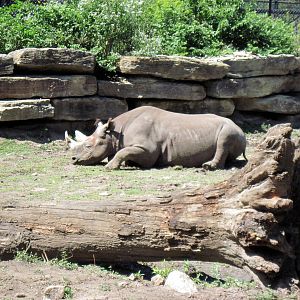 Africa-Black Rhinoceros