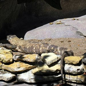 Africa-Black-throated Monitor
