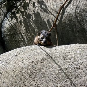 Africa-Rock Hyrax