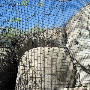Africa-Rock Hyrax/Masked Lovebird Exhibit