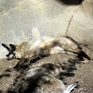 Africa-Bat-eared Fox