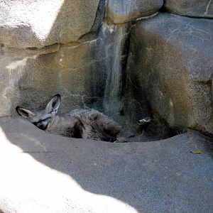 Africa-Bat-eared Fox