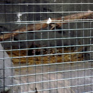 Africa-Black-footed Cats