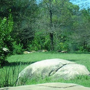 Africa-African Lion Exhibit