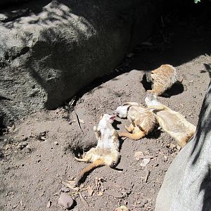 Africa-Meerkats