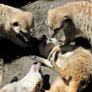 Africa-Meerkats
