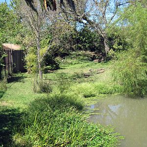 Africa-Southern Ground Hornbill Exhibit