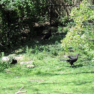 Africa-Southern Ground Hornbill