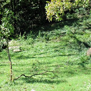 Africa-Southern Ground Hornbill