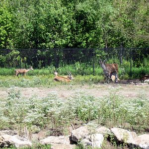 Africa-Lesser Kudu and Common Elands