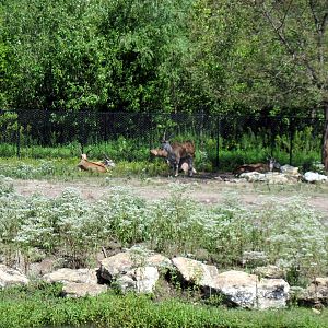 Africa-Common Elands