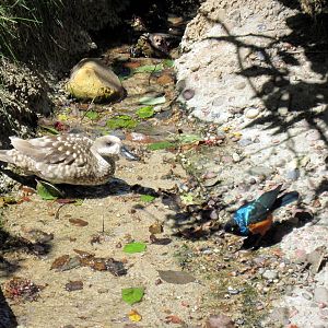 Africa-Marbled Duck and Superb Starling