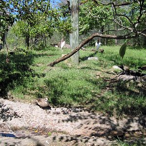 Africa-Marbled Duck and Cattle Egret