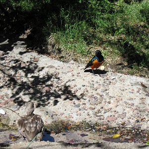 Africa-Superb Starling