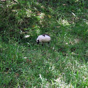 Africa-White-headed Buffalo Weaver