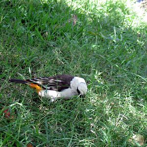 Africa-White-headed Buffalo Weaver