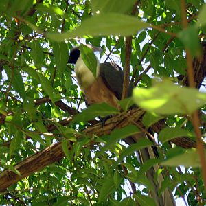 Africa-Bare-faced Go-away Bird