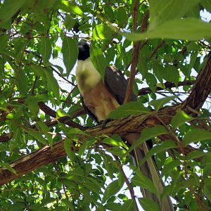 Africa-Bare-faced Go-away Bird