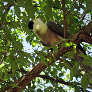 Africa-Bare-faced Go-away Bird