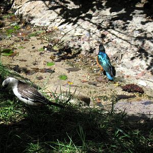 Africa-White-headed Buffalo Weaver and Superb Starling