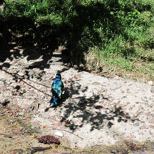 Africa-Superb Starling