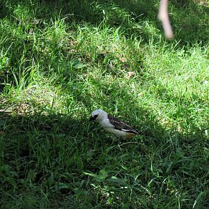 Africa-White-headed Buffalo Weaver