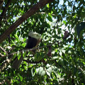 Africa-Bare-faced Go-away Bird