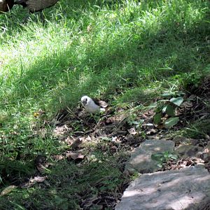 Africa-White-headed Buffalo Weaver