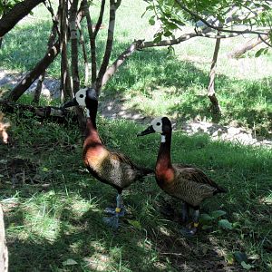 Africa-White-faced Whistling Ducks