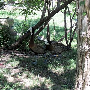 Africa-White-faced Whistling Ducks