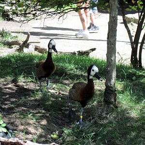 Africa-White-faced Whistling Ducks