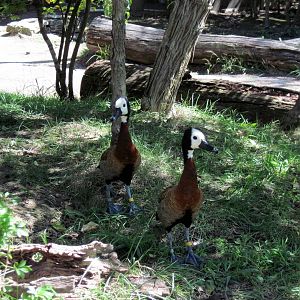 Africa-White-faced Whistling Ducks
