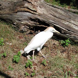 Africa-Cattle Egret
