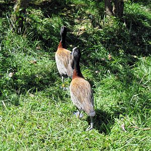 Africa-White-faced Whistling Ducks