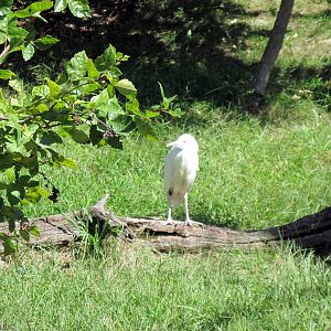 Africa-Cattle Egret