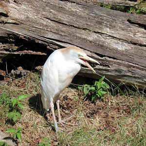Africa-Cattle Egret