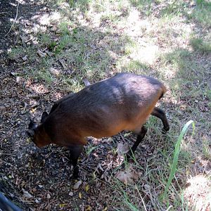 Africa-Red-flanked Duiker