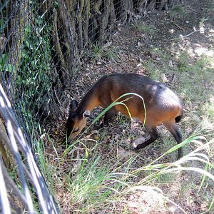 Africa-Red-flanked Duiker