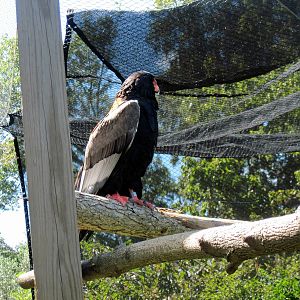 Africa-Bateleur Eagle
