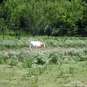 Africa-Scimitar-horned Oryx