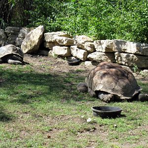 Africa-Aldabra Giant Tortoise