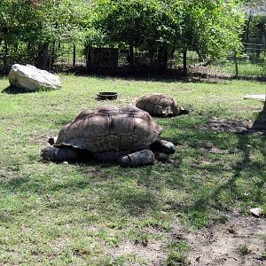 Africa-Aldabra Giant Tortoise