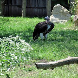 Africa-Lappet-faced Vulture
