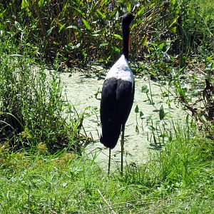 Africa-Saddle-billed Stork