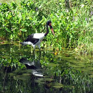 Africa-Saddle-billed Stork
