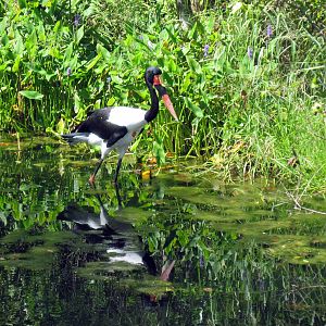 Africa-Saddle-billed Stork