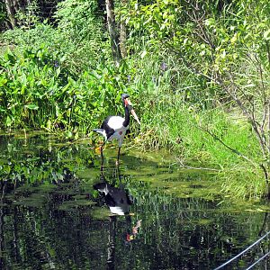 Africa-Saddle-billed Stork
